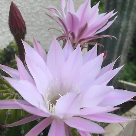 L'escampe Saturargues