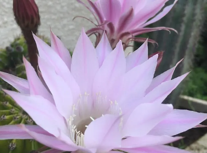 L'escampe Saturargues